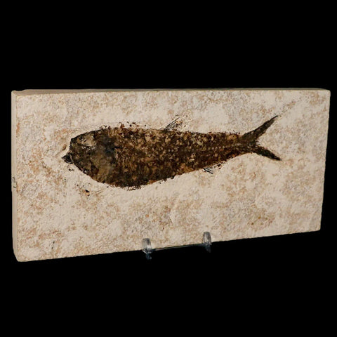 XXL 5.6" Knightia Eocaena Fossil Fish Green River FM WY Eocene Age COA & Stand - Fossil Age Minerals