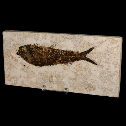 XXL 5.6" Knightia Eocaena Fossil Fish Green River FM WY Eocene Age COA & Stand - Fossil Age Minerals