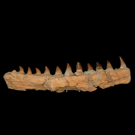 15.1" Mosasaur Prognathodon Fossil Jaw Teeth Cretaceous Dinosaur Era COA, Stand