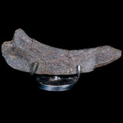 5.5" Hypacrosaurus Dinosaur Fossil Rib Bone Two Medicine FM Cretaceous MT COA
