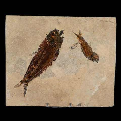 2" Two Knightia Eocaena Fossil Fish Green River FM Wyoming Eocene Age COA, Stand - Fossil Age Minerals