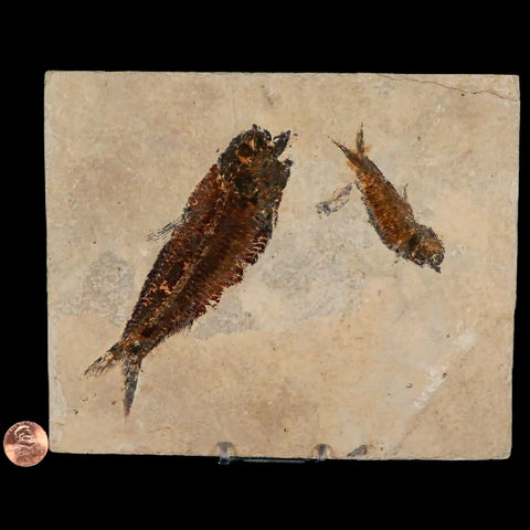 2" Two Knightia Eocaena Fossil Fish Green River FM Wyoming Eocene Age COA, Stand - Fossil Age Minerals