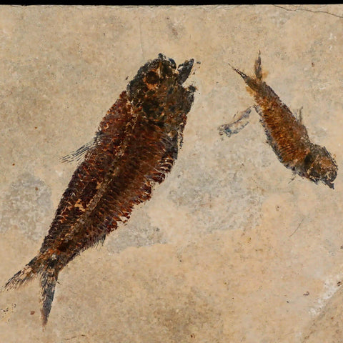 2" Two Knightia Eocaena Fossil Fish Green River FM Wyoming Eocene Age COA, Stand - Fossil Age Minerals