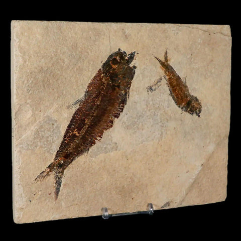 2" Two Knightia Eocaena Fossil Fish Green River FM Wyoming Eocene Age COA, Stand - Fossil Age Minerals