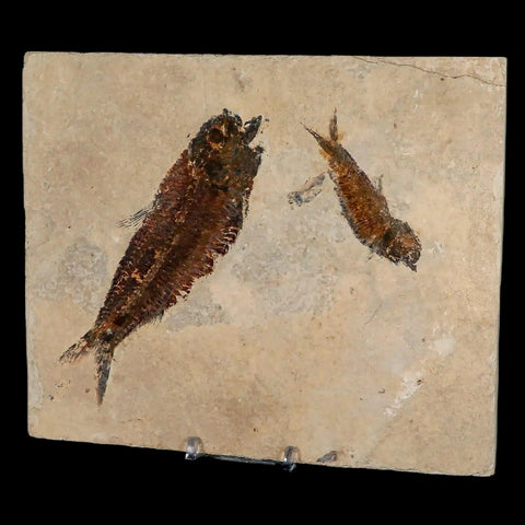 2" Two Knightia Eocaena Fossil Fish Green River FM Wyoming Eocene Age COA, Stand - Fossil Age Minerals