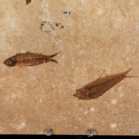 3" Three Diplomystus And Knightia Fossil Fish Green River FM WY Eocene Age COA - Fossil Age Minerals