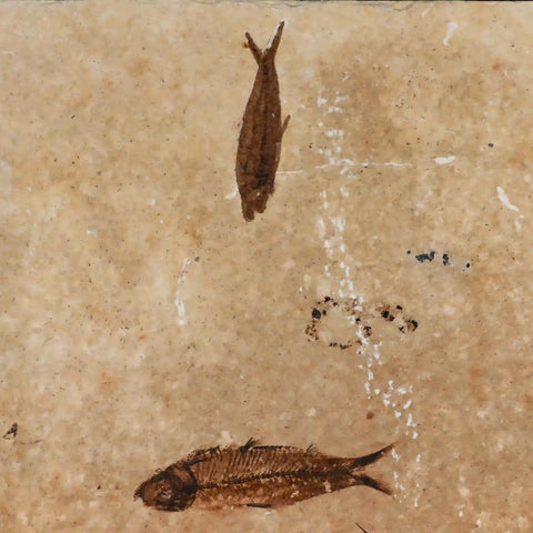 3" Three Diplomystus And Knightia Fossil Fish Green River FM WY Eocene Age COA - Fossil Age Minerals