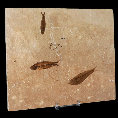 3" Three Diplomystus And Knightia Fossil Fish Green River FM WY Eocene Age COA - Fossil Age Minerals