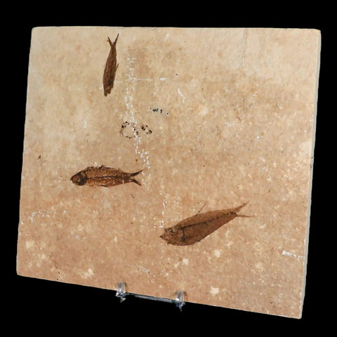 3" Three Diplomystus And Knightia Fossil Fish Green River FM WY Eocene Age COA - Fossil Age Minerals