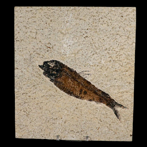 XXL 5.3" Knightia Eocaena Fossil Fish Green River FM WY Eocene Age COA & Stand - Fossil Age Minerals