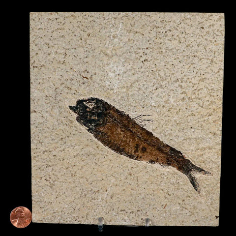 XXL 5.3" Knightia Eocaena Fossil Fish Green River FM WY Eocene Age COA & Stand - Fossil Age Minerals