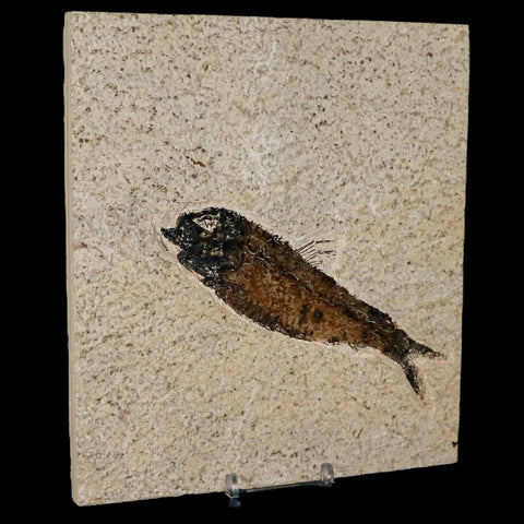 XXL 5.3" Knightia Eocaena Fossil Fish Green River FM WY Eocene Age COA & Stand - Fossil Age Minerals