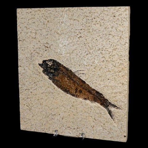 XXL 5.3" Knightia Eocaena Fossil Fish Green River FM WY Eocene Age COA & Stand - Fossil Age Minerals