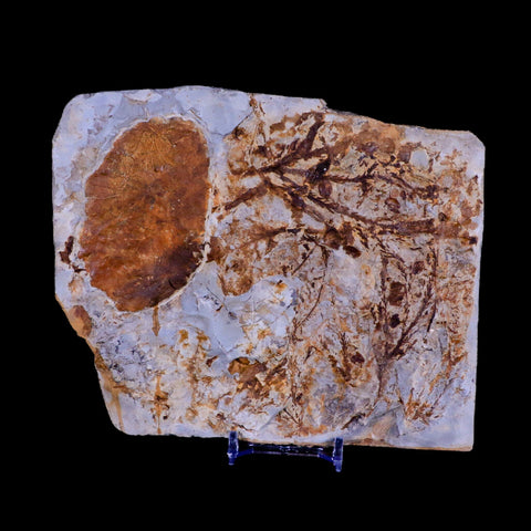 6.2" Taxodium Olrikii  Fossil Plant Leaf Paleocene Age Fort Union FM Glendive MT - Fossil Age Minerals