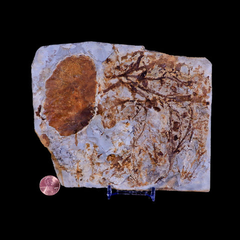 6.2" Taxodium Olrikii  Fossil Plant Leaf Paleocene Age Fort Union FM Glendive MT - Fossil Age Minerals