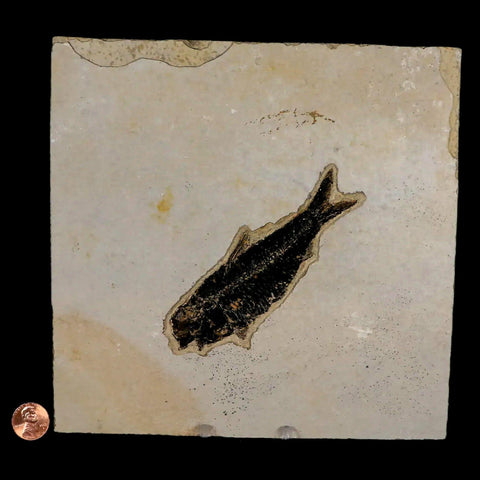 XL 4.3" Knightia Eocaena Fossil Fish Green River FM WY Eocene Age COA & Stand - Fossil Age Minerals