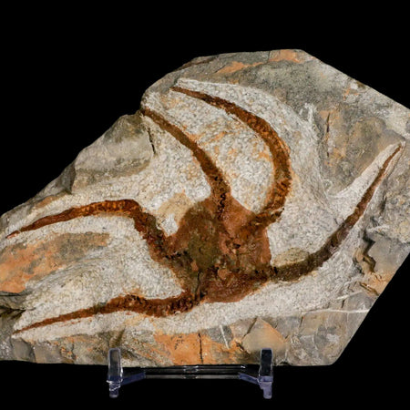 4.5" Brittlestar Ophiura Sp Starfish Fossil Ordovician Age Morocco COA & Stand