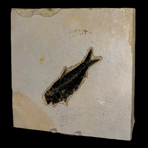 XL 4.3" Knightia Eocaena Fossil Fish Green River FM WY Eocene Age COA & Stand - Fossil Age Minerals