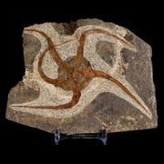 4.5" Brittlestar Ophiura Sp Starfish Fossil Ordovician Age Morocco COA & Stand