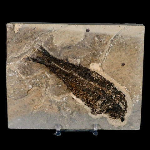 XL 4.8" Knightia Eocaena Fossil Fish Green River FM WY Eocene Age COA & Stand - Fossil Age Minerals