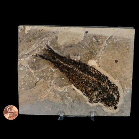 XL 4.8" Knightia Eocaena Fossil Fish Green River FM WY Eocene Age COA & Stand - Fossil Age Minerals