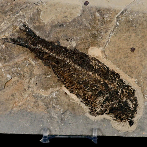 XL 4.8" Knightia Eocaena Fossil Fish Green River FM WY Eocene Age COA & Stand - Fossil Age Minerals