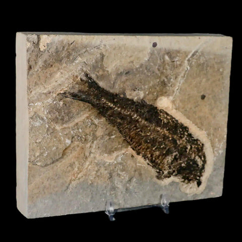 XL 4.8" Knightia Eocaena Fossil Fish Green River FM WY Eocene Age COA & Stand - Fossil Age Minerals