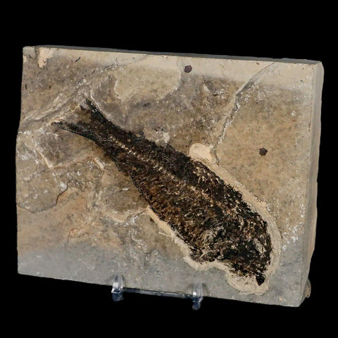 XL 4.8" Knightia Eocaena Fossil Fish Green River FM WY Eocene Age COA & Stand - Fossil Age Minerals