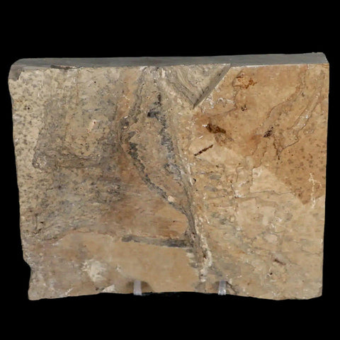 XL 4.8" Knightia Eocaena Fossil Fish Green River FM WY Eocene Age COA & Stand - Fossil Age Minerals