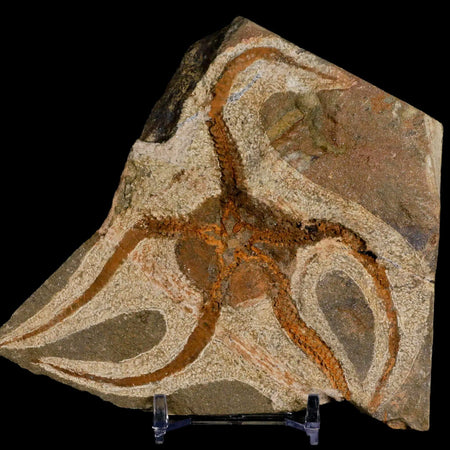 3.9" Brittlestar Ophiura Sp Starfish Fossil Ordovician Age Morocco COA & Stand