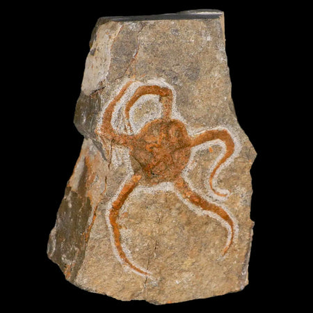 6.1" Brittlestar Ophiura Sp Starfish Fossil Ordovician Age Morocco COA & Stand