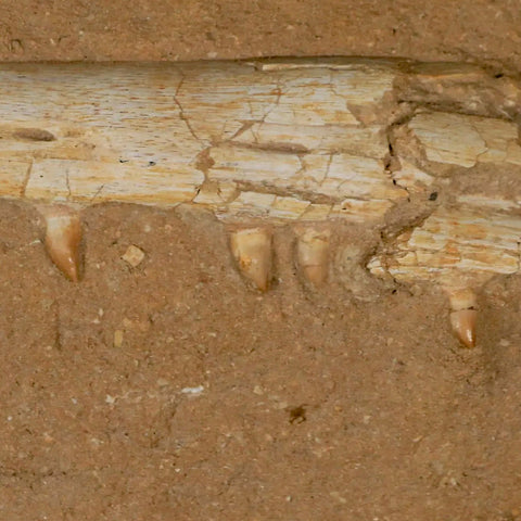 13.7" Mosasaur Platecarpus Fossil Jaw Teeth Cretaceous Dinosaur Era COA Stand