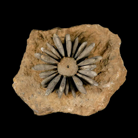 2.3" Highly Detailed Asterocidaris Sea Urchin Fossil Echinoid Boulmane Morocco