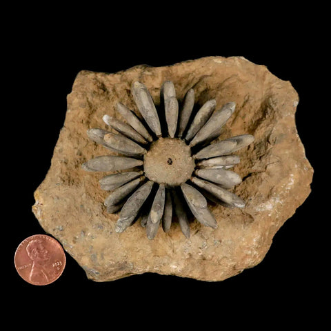 2.3" Highly Detailed Asterocidaris Sea Urchin Fossil Echinoid Boulmane Morocco