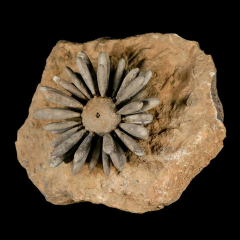 2.3" Highly Detailed Asterocidaris Sea Urchin Fossil Echinoid Boulmane Morocco