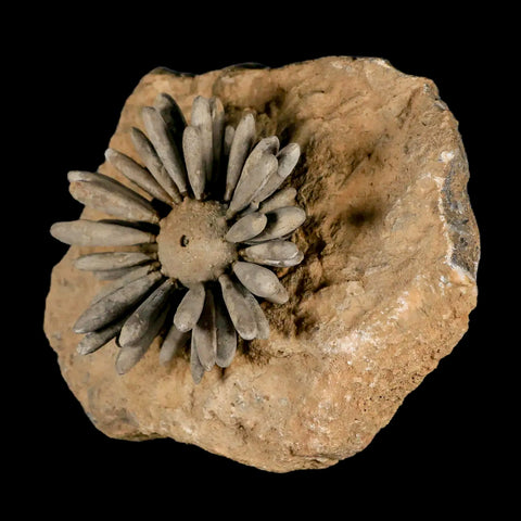 2.3" Highly Detailed Asterocidaris Sea Urchin Fossil Echinoid Boulmane Morocco