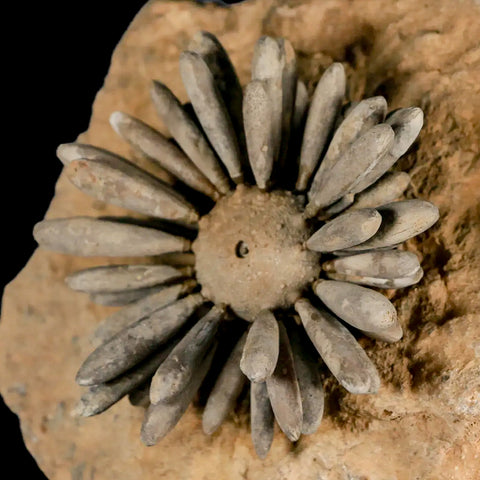 2.3" Highly Detailed Asterocidaris Sea Urchin Fossil Echinoid Boulmane Morocco