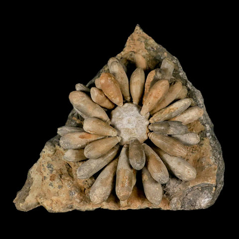 3.4" Highly Detailed Cidaropsis Sea Urchin Fossil Echinoid Boulmane Morocco