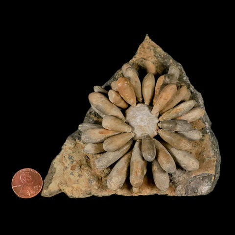 3.4" Highly Detailed Cidaropsis Sea Urchin Fossil Echinoid Boulmane Morocco