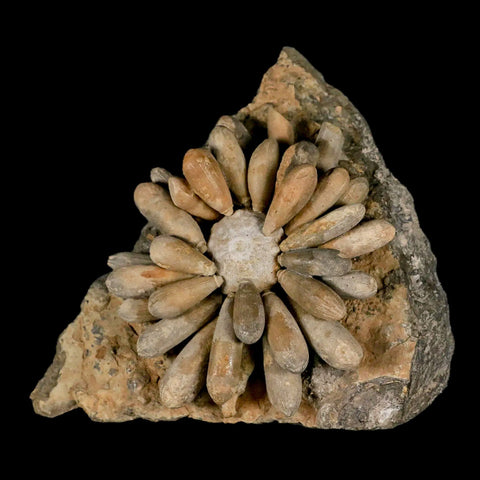 3.4" Highly Detailed Cidaropsis Sea Urchin Fossil Echinoid Boulmane Morocco