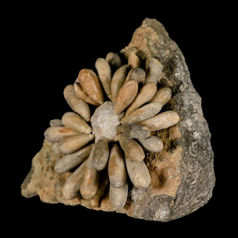 3.4" Highly Detailed Cidaropsis Sea Urchin Fossil Echinoid Boulmane Morocco