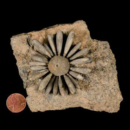 2.4" Highly Detailed Asterocidaris Sea Urchin Fossil Echinoid Boulmane Morocco