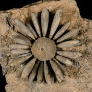 2.4" Highly Detailed Asterocidaris Sea Urchin Fossil Echinoid Boulmane Morocco