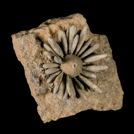 2.4" Highly Detailed Asterocidaris Sea Urchin Fossil Echinoid Boulmane Morocco