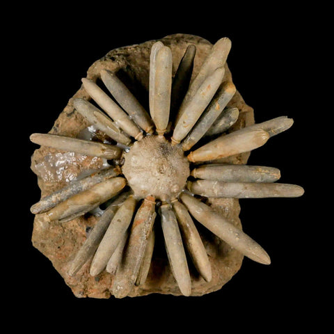 4.5" Highly Detailed Asterocidaris Sea Urchin Fossil Echinoid Boulmane Morocco - Fossil Age Minerals