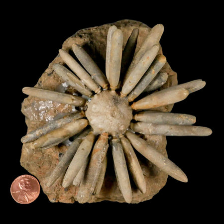 4.5" Highly Detailed Asterocidaris Sea Urchin Fossil Echinoid Boulmane Morocco