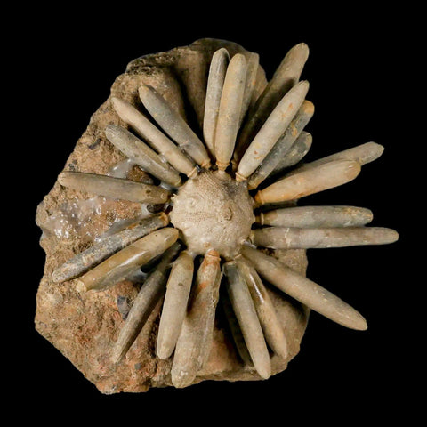 4.5" Highly Detailed Asterocidaris Sea Urchin Fossil Echinoid Boulmane Morocco - Fossil Age Minerals