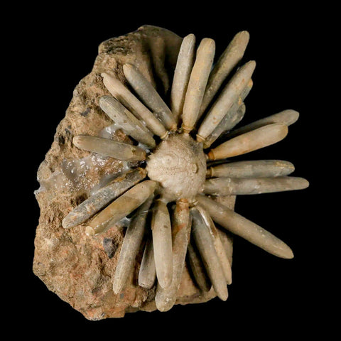 4.5" Highly Detailed Asterocidaris Sea Urchin Fossil Echinoid Boulmane Morocco - Fossil Age Minerals