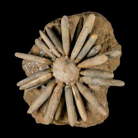 4.5" Highly Detailed Asterocidaris Sea Urchin Fossil Echinoid Boulmane Morocco