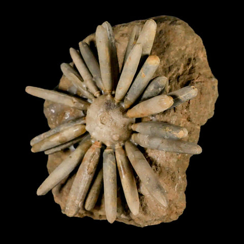 4.5" Highly Detailed Asterocidaris Sea Urchin Fossil Echinoid Boulmane Morocco - Fossil Age Minerals